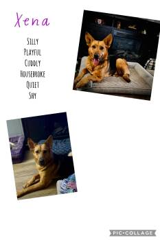 German Shepherd Dog Dogs Available for Adoption in Corydon, Indiana - Xena | PetCurious