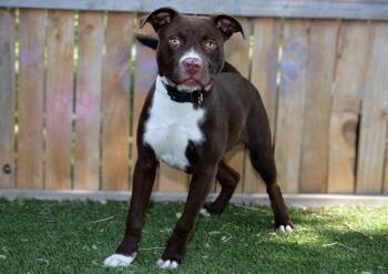URANIUM -  Pit Bull Terrier and Mixed Breed Dog for Adoption in West Valley City, Utah - URANIUM | PetCurious