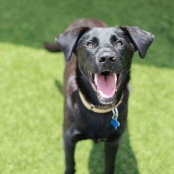 Jett -  Labrador Retriever and Mixed Breed Dog for Adoption in Atlanta, Georgia - Jett | PetCurious