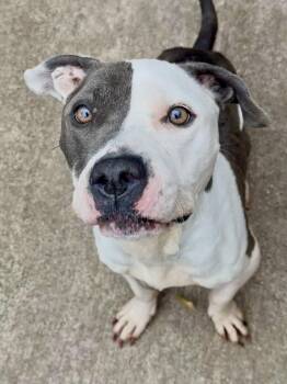 Pedicure -  Pit Bull Terrier Dog for Adoption in Chicago, Illinois - Pedicure | PetCurious