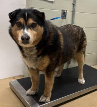 ODIN -  Siberian Husky Dog for Adoption in Minneapolis, Minnesota - ODIN | PetCurious