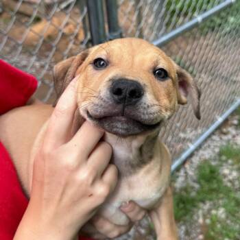 Ray- 5267 -  American Staffordshire Terrier Dog for Adoption in Fairmont, West Virginia - Ray- 5267 | PetCurious