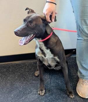 Mavis -  Pointer and Mixed Breed Dog for Adoption in Portola, California - Mavis | PetCurious