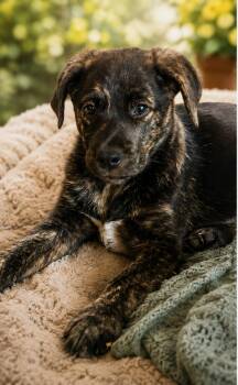 Squirtle -  Golden Retriever and Rottweiler Dog for Adoption in Alvin, Texas - Squirtle | PetCurious