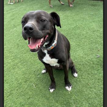 Labrador Retriever and Mixed Breed Dogs Available for Adoption in Lewisville, Texas - Buzz | PetCurious