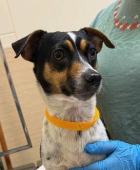 Mixed Breed Dogs Available for Adoption in Honolulu, Hawaii - Minnie | PetCurious