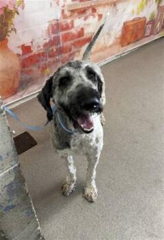ROCKET -  Poodle Dog for Adoption in San Bernardino, California - ROCKET | PetCurious