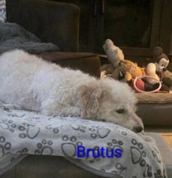 Brutus -  Miniature Poodle and Mixed Breed Dog for Adoption in Severance, Colorado - Brutus | PetCurious