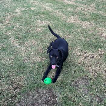Johnald -  Mixed Breed Dog for Adoption in Tulsa, Oklahoma - Johnald | PetCurious