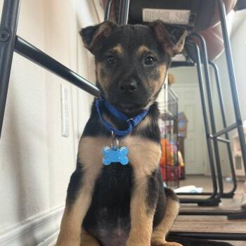 Sage -  Catahoula Leopard Dog and Shepherd Dog for Adoption in Boerne, Texas - Sage | PetCurious