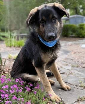 German Shepherd Dog Dogs Available for Adoption in Midland, Virginia - Behemoth | PetCurious