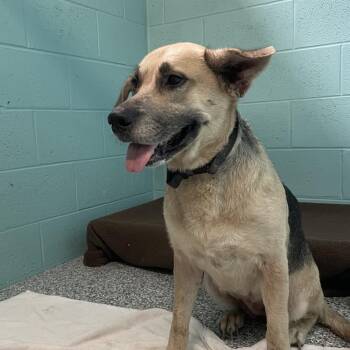 Shepherd and Mixed Breed Dogs Available for Adoption in Port Charlotte, Florida - Maxine | PetCurious