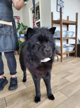 Rescue Chow Chow Dogs for Adoption in Manhattan Beach, California - Charlie ChowChow ChooChoo!! | PetCurious