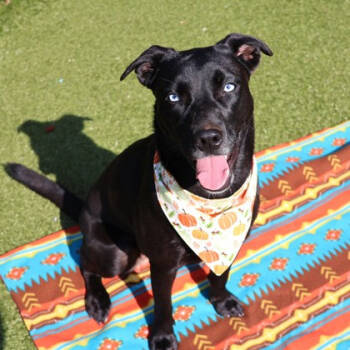 Rescue Mixed Breed Dogs for Adoption in Wantagh, New York - Sriracha | PetCurious