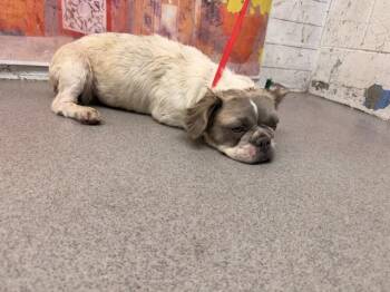JANET -  French Bulldog Dog for Adoption in San Bernardino, California - JANET | PetCurious