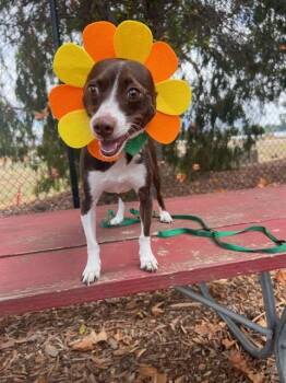 Rescue Chihuahua and Miniature Pinscher Dogs for Adoption in Fremont, California - BROWNIE | PetCurious