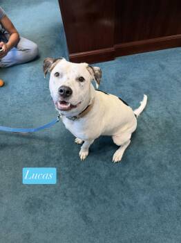 Lucas -  Australian Terrier Dog for Adoption in Semmes, Alabama - Lucas | PetCurious