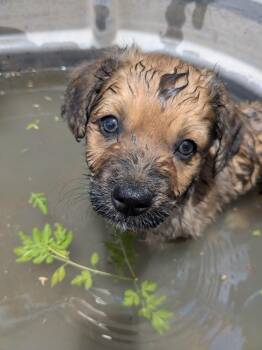 Chucky Cheese -  Terrier Dog for Adoption in Tucson, Arizona - Chucky Cheese | PetCurious