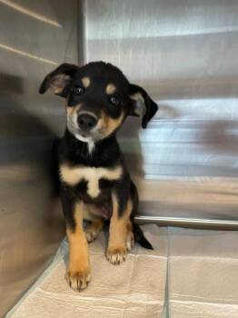 Bubbles -  Labrador Retriever and Husky Dog Available for Adoption in Nashville, Georgia - Bubbles | PetCurious