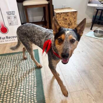 RUGER (676) -  Australian Cattle Dog Blue Heeler Dog for Adoption in Indiantown, Florida - RUGER (676) | PetCurious