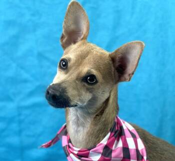 Rescue Chihuahua Dogs for Adoption in Hondo, Texas - Sally | PetCurious