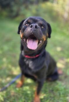 Rescue Rottweiler and Mixed Breed Dogs for Adoption in Burlington, Wisconsin - Chloe | PetCurious