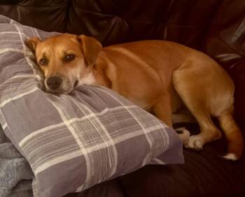 Rescue Mixed Breed Dogs for Adoption in Wantagh, New York - Charlie | PetCurious