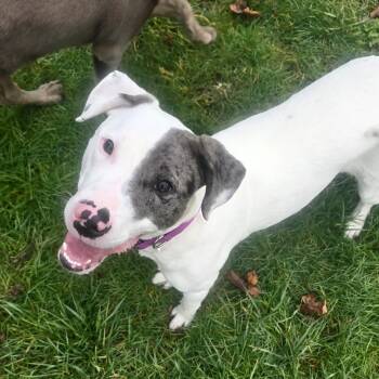 American Staffordshire Terrier and Old English Sheepdog Dogs Available for Adoption - Luna | PetCurious