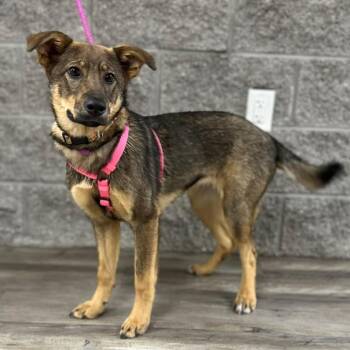 Shepherd Dogs Available for Adoption in Mount Pleasant, Texas - Carly II | PetCurious