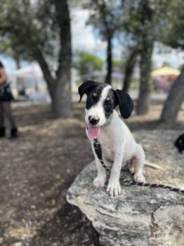 Charlie -  Hound and Pointer Dog for Adoption in Mico, Texas - Charlie | PetCurious
