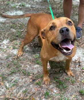 Rescue American Bulldog Dogs for Adoption in Troy, Alabama - Finley | PetCurious