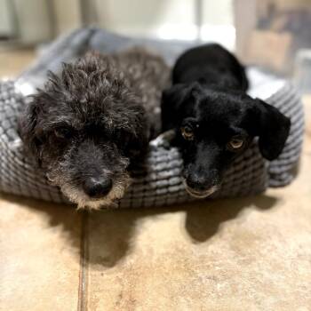 Dachshund and Poodle Dogs Available for Adoption in Chino Hills, California - Badtz Maru - Costa Mesa Location - Available 5/16 | PetCurious
