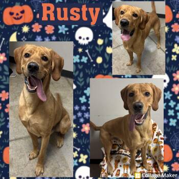 Rusty -  Retriever and Hound Dog for Adoption in Clearfield, Pennsylvania - Rusty | PetCurious