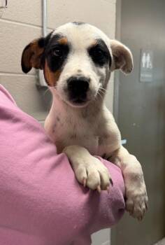 Jack Russell Terrier Dogs Available for Adoption in Hopkinsville, Kentucky - Gizmo | PetCurious