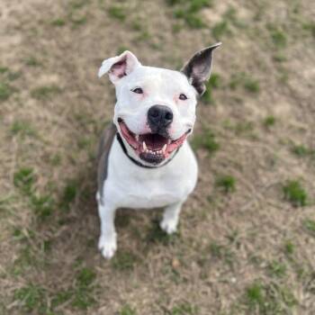 Pit Bull Terrier and American Bulldog Dogs Available for Adoption - Penelope | PetCurious