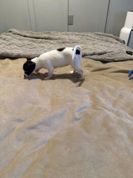 Dottie -  Chihuahua Dog for Adoption in Waterloo, Illinois - Dottie | PetCurious