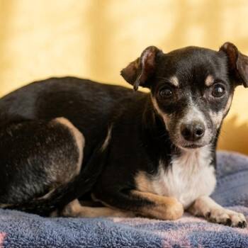 Betty 5256 -  Chihuahua Dog for Adoption in Boca Raton, Florida - Betty 5256 | PetCurious