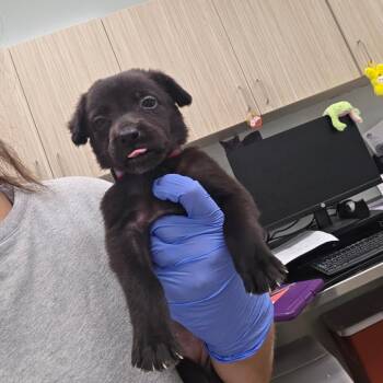 Spring Creek ( red collar) -  Mixed Breed Dog for Adoption in Chattanooga, Tennessee - Spring Creek ( Red Collar) | PetCurious