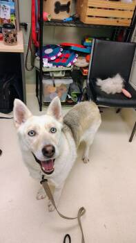 Husky Dogs Available for Adoption in Kalamazoo, Michigan - Honey Bee | PetCurious