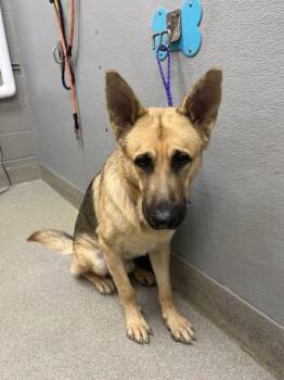 Rescue German Shepherd Dog Dogs for Adoption in Las Vegas, Nevada - BOJACK | PetCurious