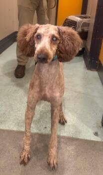 Stevie -  Poodle Dog for Adoption in Buffalo, New York - Stevie | PetCurious