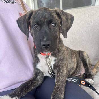 Rescue Mixed Breed Dogs for Adoption in Wando, South Carolina - Gunner | PetCurious