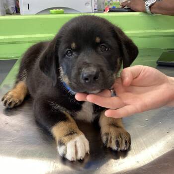 Durango -  Terrier and Pit Bull Terrier Dog for Adoption in Montgomery, Alabama - Durango | PetCurious