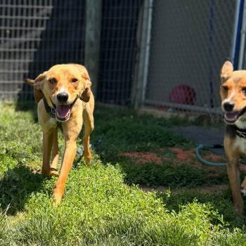 Zumi -  Beagle and American Foxhound Dog for Adoption in Marshall, Virginia - Zumi | PetCurious