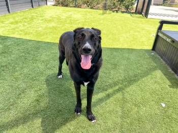 NALA -  German Shepherd Dog Dog for Adoption in Tustin, California - NALA | PetCurious