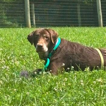 Kira -  Labrador Retriever Dog for Adoption in Phoenixville, Pennsylvania - Kira | PetCurious