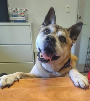 Gia -  Akita and English Bulldog Dog Available for Adoption in Hyde Park, New York - Gia | PetCurious