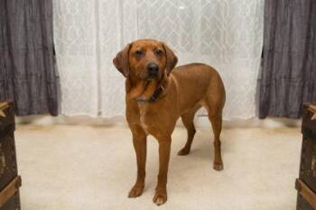 Forest -  Coonhound and Mixed Breed Dog for Adoption in Erin, Ontario - Forest | PetCurious