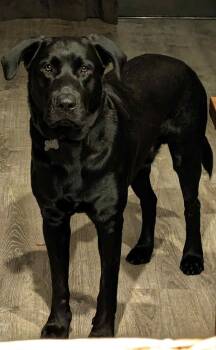 Rescue Labrador Retriever Dogs for Adoption in Melbourne, Florida - Charlie | PetCurious