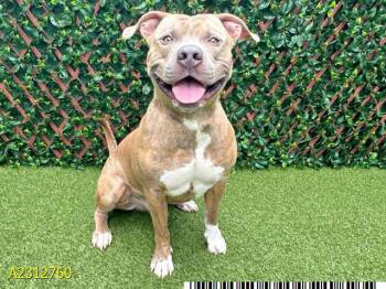 Rescue Mixed Breed Dogs for Adoption in West Palm Beach, Florida - BENNETT | PetCurious